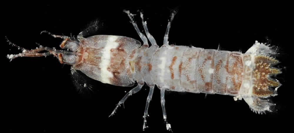 Представитель Семейства Protosquillidae